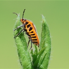 Agonoscelis rutila (Horehound bug) at West Wodonga, VIC - 12 Sep 2025 by KylieWaldon