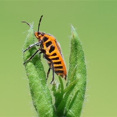 Agonoscelis rutila (Horehound bug) at West Wodonga, VIC - 12 Sep 2025 by KylieWaldon