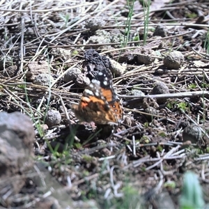 Vanessa kershawi (Australian Painted Lady) at Hackett, ACT - 12 Sep 2025 by HappyWanderer