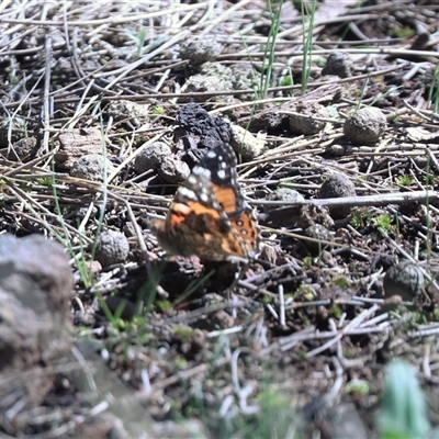 Vanessa kershawi (Australian Painted Lady) at Hackett, ACT - 12 Sep 2025 by HappyWanderer