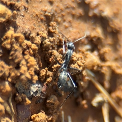 Camponotus sp. (genus) (A sugar ant) at Campbell, ACT - 11 Sep 2025 by Hejor1