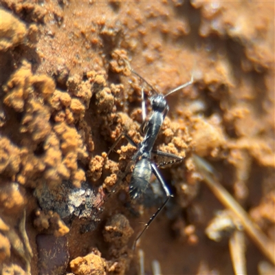 Camponotus sp. (genus) (A sugar ant) at Campbell, ACT - 11 Sep 2025 by Hejor1