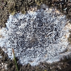 Unverified Lichen at Hackett, ACT - 12 Sep 2025 by HappyWanderer