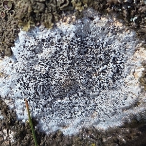 Unverified Lichen at Hackett, ACT - 12 Sep 2025 by HappyWanderer