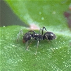 Iridomyrmex sp. (genus) (Ant) at Campbell, ACT - 11 Sep 2025 by Hejor1
