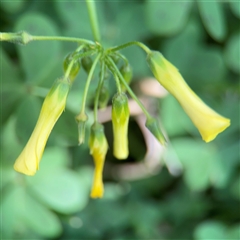 Oxalis pes-caprae (Soursob) at Campbell, ACT - 11 Sep 2025 by Hejor1
