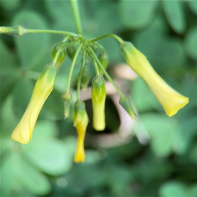 Oxalis pes-caprae (Soursob) at Campbell, ACT - 11 Sep 2025 by Hejor1