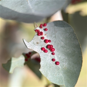 Ophelimus maskellii (Eucalyptus Gall Wasp) at Campbell, ACT - 11 Sep 2025 by Hejor1
