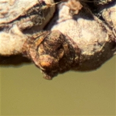 Dolophones sp. (genus) (Wrap-around spider) at Campbell, ACT - 11 Sep 2025 by Hejor1