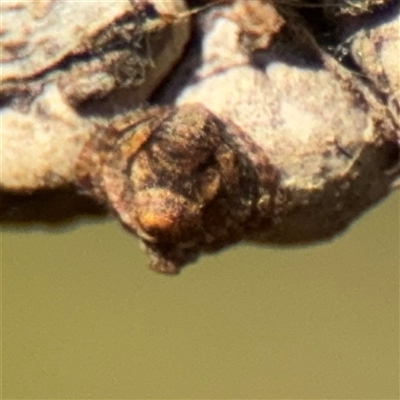 Dolophones sp. (genus) (Wrap-around spider) at Campbell, ACT - 11 Sep 2025 by Hejor1