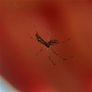 Tetragnathidae (family) at Campbell, ACT - 11 Sep 2025 by Hejor1