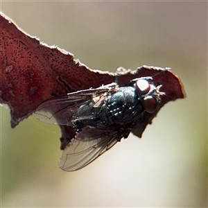 Musca sp. (genus) at Campbell, ACT - 11 Sep 2025 by Hejor1
