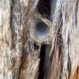 Segestriidae sp (family) (Tube Dwelling Spider) at Campbell, ACT - 11 Sep 2025 by Hejor1