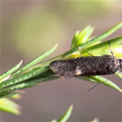 Leistomorpha brontoscopa (A concealer moth) at Campbell, ACT - 11 Sep 2025 by Hejor1