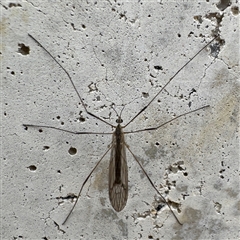 Symplecta (Trimicra) pilipes (A limoniid crane fly) at Russell, ACT - 11 Sep 2025 by Hejor1