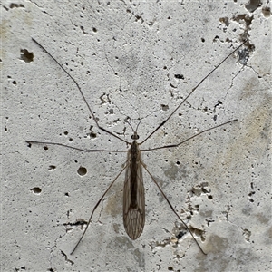 Symplecta (Trimicra) pilipes (A limoniid crane fly) at Russell, ACT - 11 Sep 2025 by Hejor1