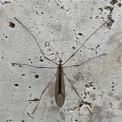 Symplecta (Trimicra) pilipes (A limoniid crane fly) at Russell, ACT - 11 Sep 2025 by Hejor1