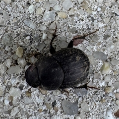 Onthophagus sp. (genus) (Dung beetle) at Russell, ACT - 11 Sep 2025 by Hejor1