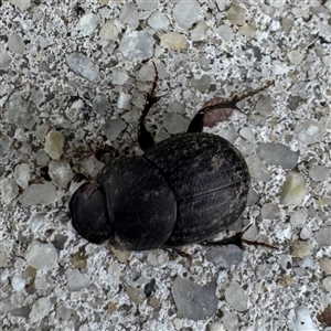 Onthophagus sp. (genus) (Dung beetle) at Russell, ACT - 11 Sep 2025 by Hejor1