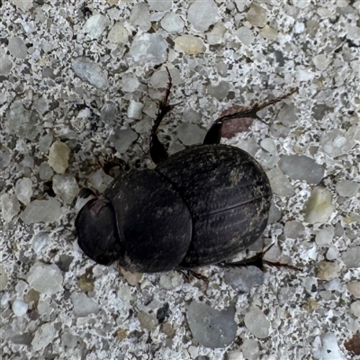 Onthophagus sp. (genus) (Dung beetle) at Russell, ACT - 11 Sep 2025 by Hejor1