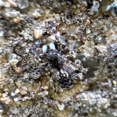 Salticidae (family) (Jumping spider) at Russell, ACT - 11 Sep 2025 by Hejor1