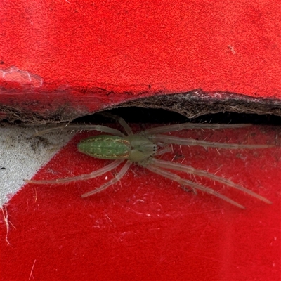 Araneus talipedatus (Slender green orb-weaver) at Russell, ACT - 11 Sep 2025 by Hejor1