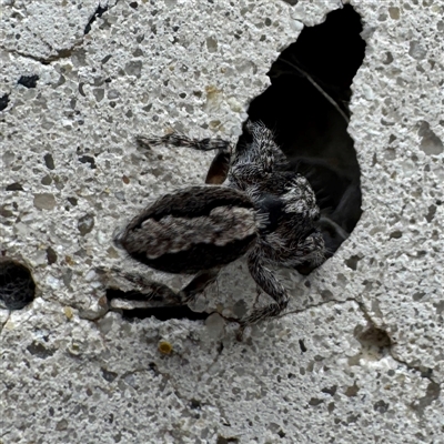 Clynotis severus (Stern Jumping Spider) at Russell, ACT - 11 Sep 2025 by Hejor1