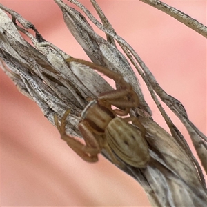 Runcinia acuminata (Pointy Crab Spider) at Russell, ACT - 11 Sep 2025 by Hejor1