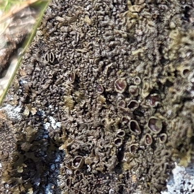 Unverified Lichen, Mosses, Liverworts & Horworts or other Bryophyte at Hackett, ACT - 12 Sep 2025 by HappyWanderer