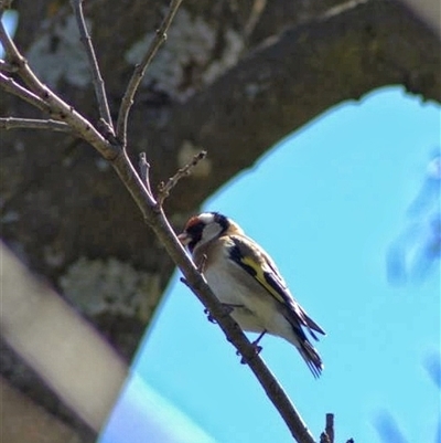 Carduelis carduelis (European Goldfinch) at Holt, ACT - 12 Sep 2025 by JajiClack