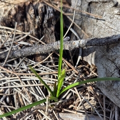 Carex breviculmis (Short-Stem Sedge) at Hackett, ACT - 12 Sep 2025 by HappyWanderer
