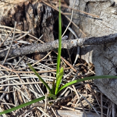 Carex breviculmis (Short-Stem Sedge) at Hackett, ACT - 12 Sep 2025 by HappyWanderer