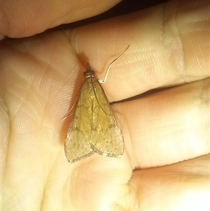 Uresiphita ornithopteralis (Tree Lucerne Moth) at Latham, ACT - 9 Sep 2025 by rjwhite
