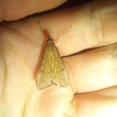 Uresiphita ornithopteralis (Tree Lucerne Moth) at Latham, ACT - 9 Sep 2025 by rjwhite