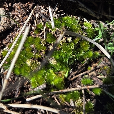 Unverified Lichen, Mosses, Liverworts & Horworts or other Bryophyte at Hackett, ACT - 12 Sep 2025 by HappyWanderer