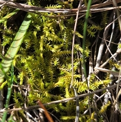 Breutelia at Hackett, ACT - 12 Sep 2025 by HappyWanderer