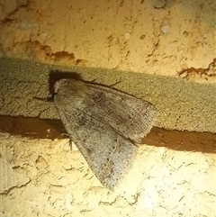 Pantydia sparsa (Noctuid Moth) at Latham, ACT - 9 Sep 2025 by rjwhite