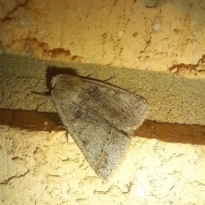 Pantydia sparsa (Noctuid Moth) at Latham, ACT - 9 Sep 2025 by rjwhite
