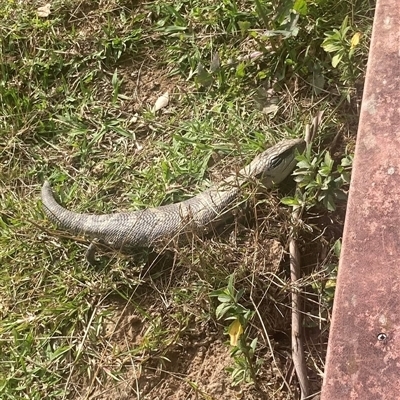 Tiliqua scincoides scincoides (Eastern Blue-tongue) at Kangaroo Valley, NSW - 5 Sep 2025 by lbradley