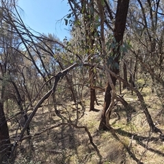 Eucalyptus melliodora (Yellow Box) at Hackett, ACT - 12 Sep 2025 by HappyWanderer