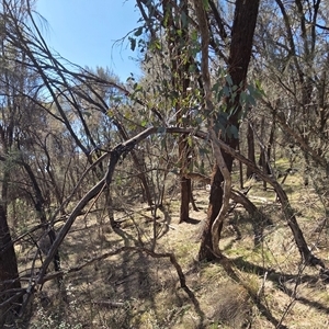 Eucalyptus melliodora (Yellow Box) at Hackett, ACT - 12 Sep 2025 by HappyWanderer