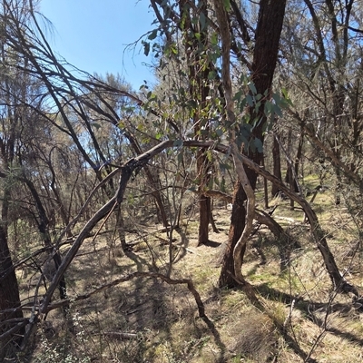 Eucalyptus melliodora (Yellow Box) at Hackett, ACT - 12 Sep 2025 by HappyWanderer