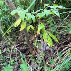 Toona ciliata (Red Cedar) by lbradley