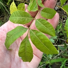 Toona ciliata at Kangaroo Valley, NSW - suppressed