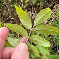 Toona ciliata at Kangaroo Valley, NSW - suppressed