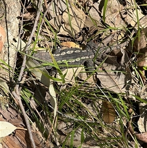 Amphibolurus muricatus (Jacky Lizard) at Kangaroo Valley, NSW - 12 Sep 2025 by lbradley