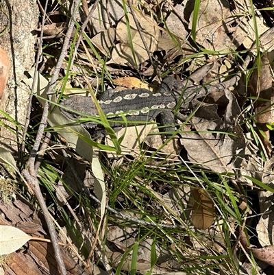 Amphibolurus muricatus (Jacky Lizard) at Kangaroo Valley, NSW - 12 Sep 2025 by lbradley