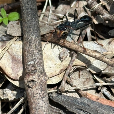 Myrmecia tarsata (Bull ant or Bulldog ant) at Kangaroo Valley, NSW - 12 Sep 2025 by lbradley