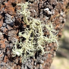 Usnea sp. (genus) (Bearded lichen) at Hackett, ACT - 12 Sep 2025 by HappyWanderer