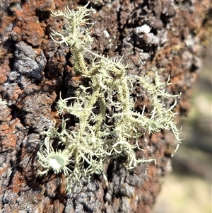Usnea sp. (genus) (Bearded lichen) at Hackett, ACT - 12 Sep 2025 by HappyWanderer